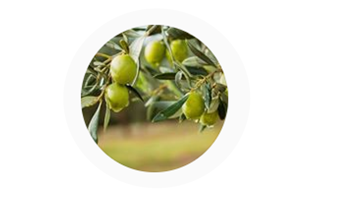 sp - Pir Olive Oil